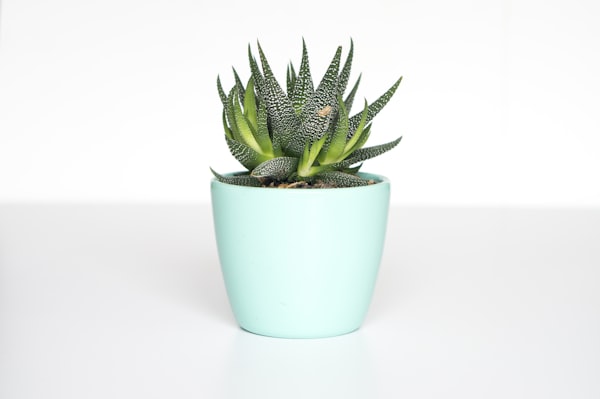 Planter Pots